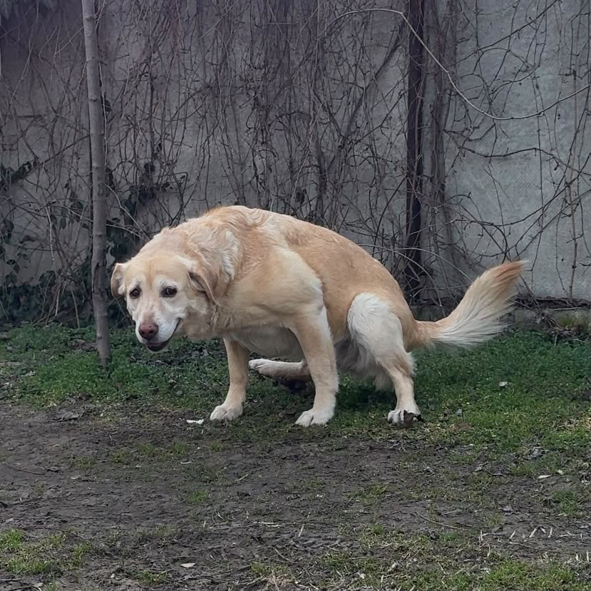 Nala, the dog who inspired Qvezt